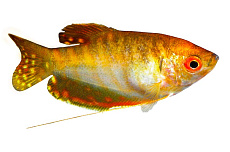 Гурами Золотой